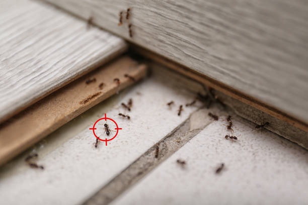 Reliable Vauxhall, NJ Pest Control Solutions