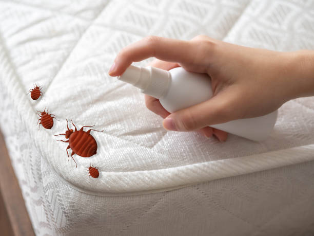 Best Spider Control Near Me  in Vauxhall, NJ