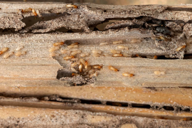 Wasp Removal Services in Vauxhall, NJ